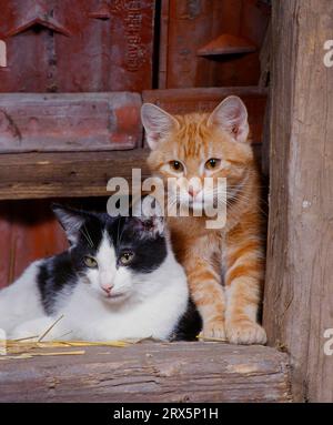 Deux chatons de 2 sous le toit, rouge et noir et blanc, deux chatons de 2 sous le toit, rouge et noir et blanc Banque D'Images