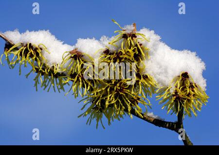 Noisette de sorcière chinoise (Hamamelis mollis) 'pallida', noisette de sorcière à poil mou Banque D'Images