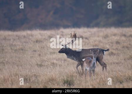 Cerf de jachère (Dama Dama), les femelles sont beaucoup plus petites que les mâles (cerf de jachère photo et veau de jachère sur le terrain d'ornière), cerf de jachère, les femelles Banque D'Images