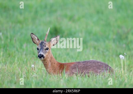 Un vieux chevreuil européen (Capreolus capreolus) en changement de pelage repose dans un pré (European Roe Deer) (Roe Deer), Old Roe Deer Buck en changement de Banque D'Images