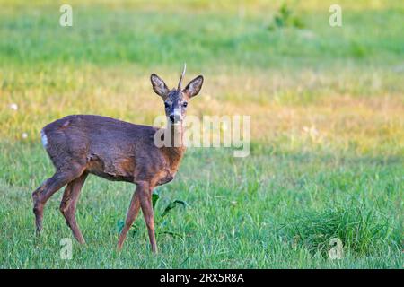 Le chevreuil d'Europe (Capreolus capreolus) peut aboyer comme un chien lorsqu'il est effrayé ou alarmé (chevreuil d'Europe) (photo mâle de chevreuil d'Europe lors du changement de Banque D'Images