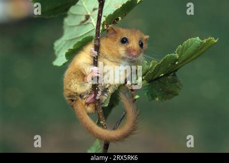 (Muscardinus avellanarius) Banque D'Images