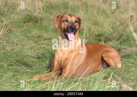 Rhodésie Ridgeback également connu sous le nom de chien de lion africain Banque D'Images