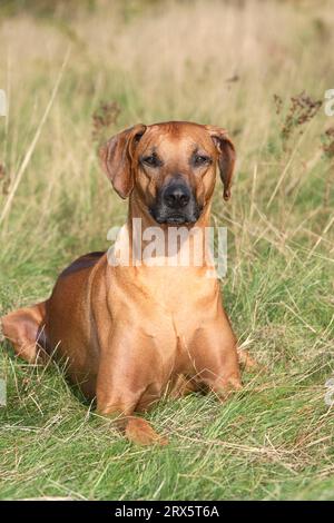 Rhodésie Ridgeback également connu sous le nom de chien de lion africain Banque D'Images