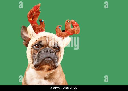 Chien Bulldog français avec costume de bois de renne de Noël devant le fond vert Banque D'Images