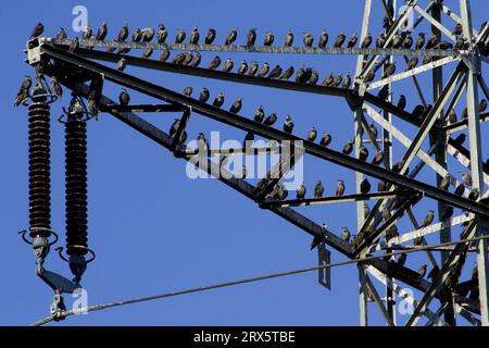 Les étourneaux (Sturnus vulgaris) se rassemblent pour la migration des oiseaux sur un pylône à haute tension, en Basse-Saxe, en Allemagne Banque D'Images