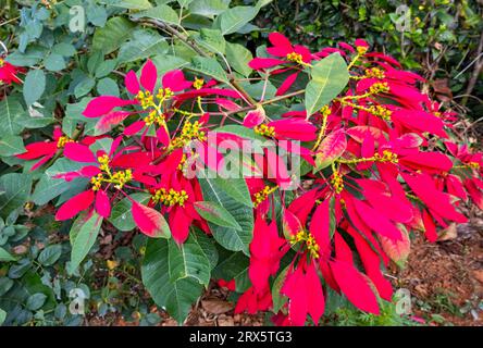 Étoile de Noël - fleur de Poinsettia (Euphorbia pulcherrima), Kerala, Inde Banque D'Images