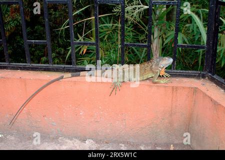 Iguane vert commun (Iguana iguana), Muelle San Carlos, Costa Rica Banque D'Images