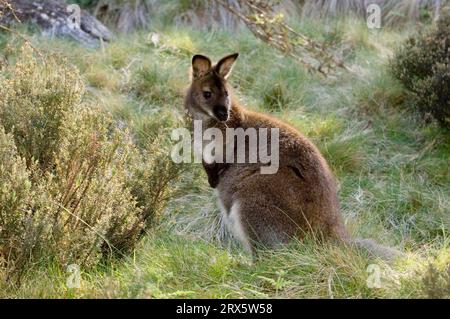 Pademelon à ventre roux (Thylogale billardierii), parc national de Craddle Mountain, Tasmanie, Australie, Pademelon à ventre roux Banque D'Images