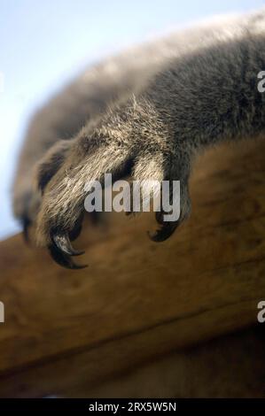 Koala (Phascolarctos cinereus), main avec griffes, Australie Banque D'Images