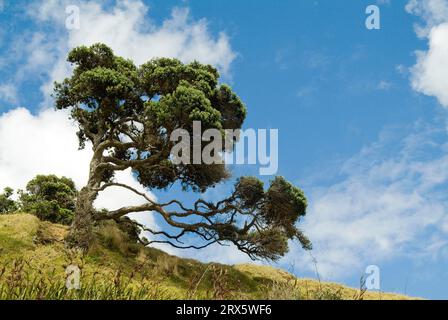 Arbre de rata du nord, Plage de Pakiri, Nouvelle-Zélande (Metrosideros robusta) Banque D'Images