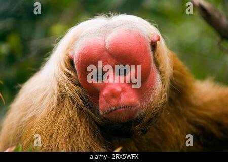 Uakari chauve (Cacajao calvus rubicundus), uakari doré, visage écarlate, Brésil Banque D'Images