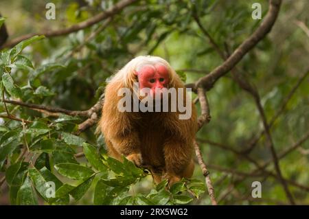 Uakari chauve (Cacajao calvus rubicundus), uakari doré, visage écarlate, Brésil Banque D'Images