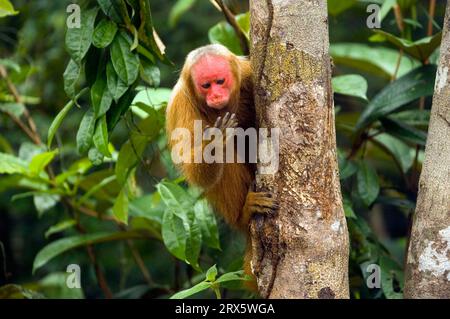 Uakari chauve (Cacajao calvus rubicundus), uakari doré, visage écarlate, Brésil Banque D'Images