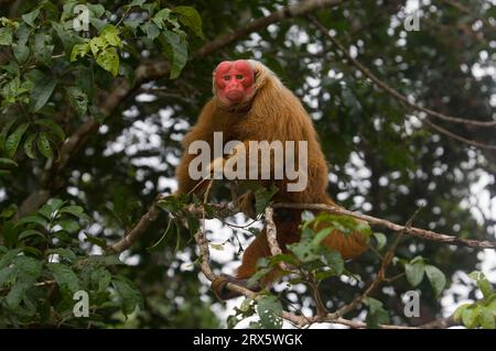 Uakari chauve (Cacajao calvus rubicundus), uakari doré, visage écarlate, Brésil Banque D'Images