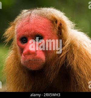 Uakari chauve (Cacajao calvus rubicundus), uakari doré, visage écarlate, Brésil Banque D'Images