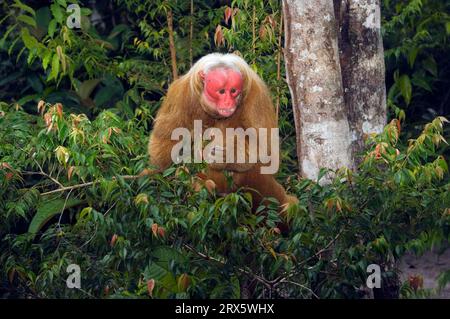 Uakari chauve (Cacajao calvus rubicundus), uakari doré, visage écarlate, Brésil Banque D'Images