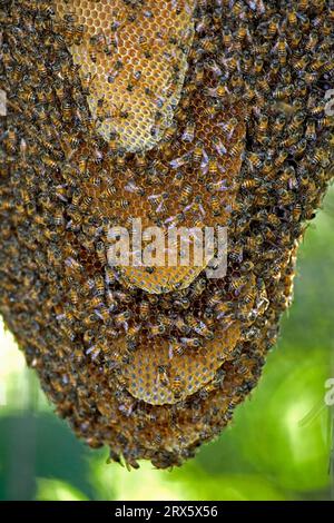 Abeille tueuse africaine (Apis mellifera), Pantanal, abeille, essaim d'abeille, ruche, nid d'abeilles, Brésil Banque D'Images