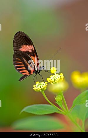 Papillon facteur (Heliconius melpomene), papillon encadré, Équateur Banque D'Images