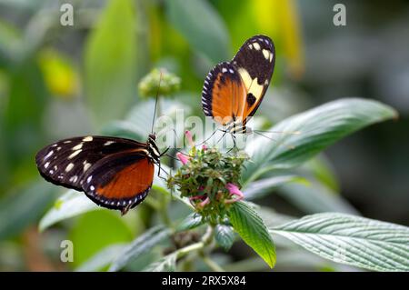 Tigre (Heliconius ismenius tigre (Heliconius ismenius), Équateur Banque D'Images