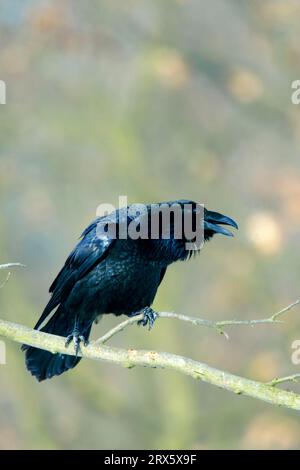 Corbeau commun (Corvus corax), Mecklembourg-Poméranie occidentale, Allemagne Banque D'Images