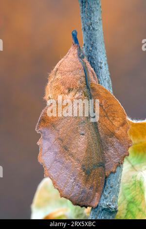 Lappet (Gastropacha quercifolia), Bulgarie Banque D'Images