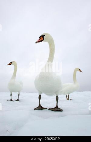 Cygnes muets (Cygnus olor) sur glace, île d'Usedom, Mecklembourg-Pommerania occidentale, Allemagne Banque D'Images