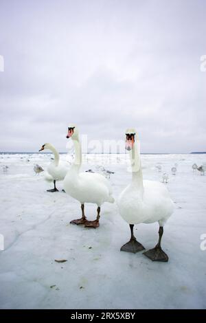 Cygnes muets (Cygnus olor) sur glace, île d'Usedom, Mecklembourg-Pommerania occidentale, Allemagne Banque D'Images