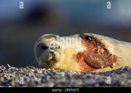 Phoque commun blessé (Phoca vitulina), Heligoland, Schleswig-Holstein, Allemagne, phoque commun Banque D'Images