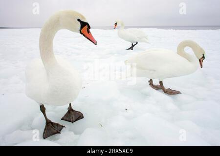 Cygnes muets (Cygnus olor) sur glace, île d'Usedom, Mecklembourg-Pommerania occidentale, Allemagne Banque D'Images