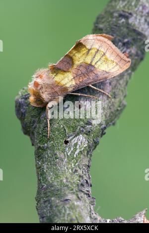 Laiton bruni (Diachrysia chrysitis) (Plusia chrysitis), Bulgarie Banque D'Images