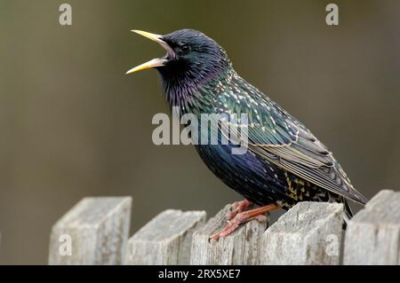 Starling sur clôture de jardin, Hesse (Sturnus vulgaris), étourdissements, Allemagne Banque D'Images