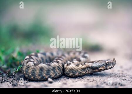 Viper à cornes nasales (Vipera ammodytes), jeune, Bulgarie, Viper de sable Banque D'Images