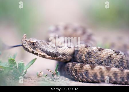 Viper à cornes nasales (Vipera ammodytes), jeune, Bulgarie, Viper de sable Banque D'Images