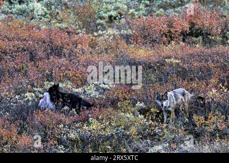 Loup, proie de taille moyenne comme le chevreuil ou le mouton de Dall tué par morsure de gorge (loup Mackenzie) (Loup photo et chiot noir chez un mouton de Dall frais Banque D'Images