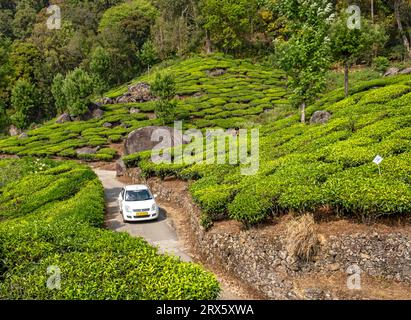 La voiture blanche traverse la plantation de thé Pothamedu, Munnar, Kerala, Inde Banque D'Images