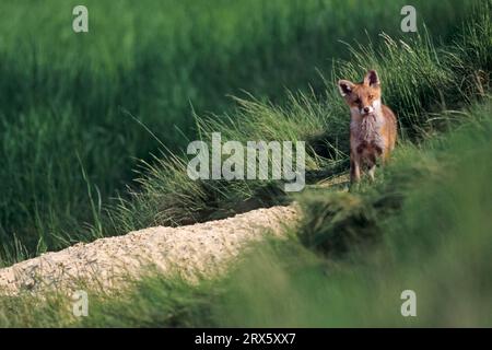 Renard rouge (Vulpes vulpes), la couleur du pelage des jeunes renards change à 3 semaines d'âge (photo Jeune renard jouant devant la tanière), renard rouge, le pelage Banque D'Images