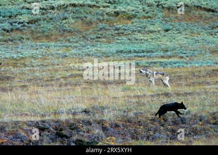 Loup, en 1847, le dernier animal vivant en liberté a été tué (loup Mackenzie) (photo loup adulte avertit les chiots avec hurlement d'un grizzli), loup gris Banque D'Images