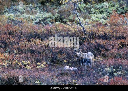 Loup, proie de taille moyenne telle que Roe Deer ou Dall Sheep tué en mordant la gorge (loup Mackenzie) (chiot de loup photo mendiant pour de la nourriture à un vieux Banque D'Images