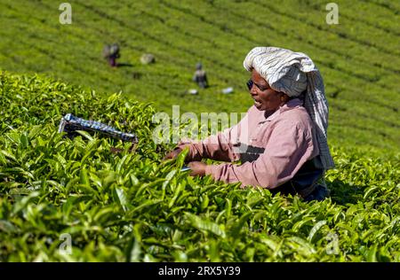 Cueilleur de thé avec téléphone moibile à la plantation à Munnar, Kerala, Inde Banque D'Images