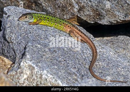 Le lézard émeraude ibérique (Lacerta schreiberi) atteint une longueur de 35, 40cm (photo du mâle), le lézard émeraude ibérique se trouve au Portugal et en Espagne Banque D'Images