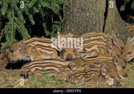 Frischlinge liegen eng zusammen schlafen (Schwarzwild) (sanglier sauvage), porcelets de sanglier couchés ensemble dormant (Hog sauvage) (sanglier sauvage) (sus Banque D'Images