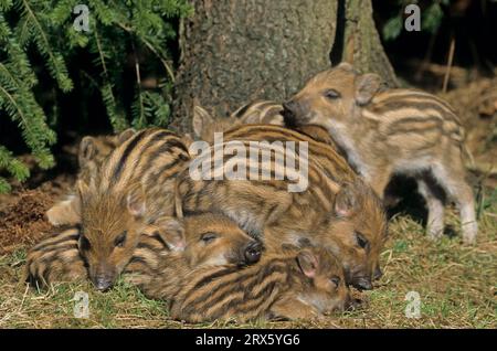 Frischlinge liegen eng zusammen schlafen (Schwarzwild) (sanglier sauvage), porcelets de sanglier couchés ensemble dormant (Hog sauvage) (sanglier sauvage) (sus Banque D'Images