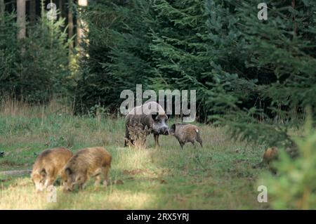 Rencontre de sangliers et de pousses sur une clairière forestière (Wild Hog) (porc sauvage) (sus scrofa) Banque D'Images