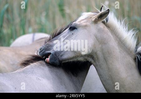 Konik, étalons se toilettant les uns les autres (élevage de Tarpan forestier), étalons de Heck Horse toilettant les uns les autres (élevage de Tarpan) (Equus ferus Banque D'Images