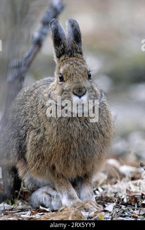 Lièvre raquette (Lepus americanus) reposant sous un saule (Lièvre variable) (lapin raquette) Banque D'Images