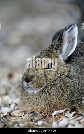 Lièvre raquette (Lepus americanus) reposant sous un saule (Lièvre variable) (lapin raquette) Banque D'Images