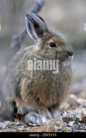 Lièvre raquette (Lepus americanus) reposant sous un saule (Lièvre variable) (lapin raquette) Banque D'Images