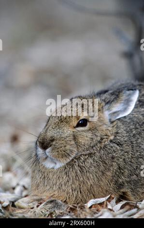 Lièvre raquette (Lepus americanus) reposant sous un saule (Lièvre variable) (lapin raquette) Banque D'Images