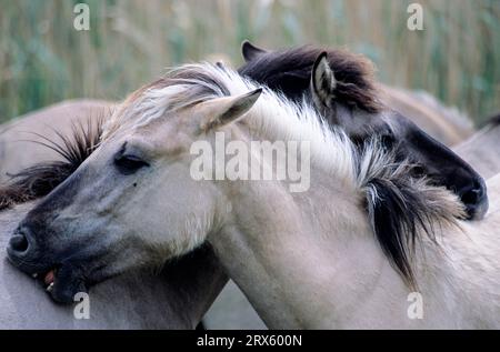 Konik, étalons se toilettant les uns les autres (élevage de Tarpan forestier), étalons de Heck Horse toilettant les uns les autres (élevage de Tarpan) (Equus ferus Banque D'Images